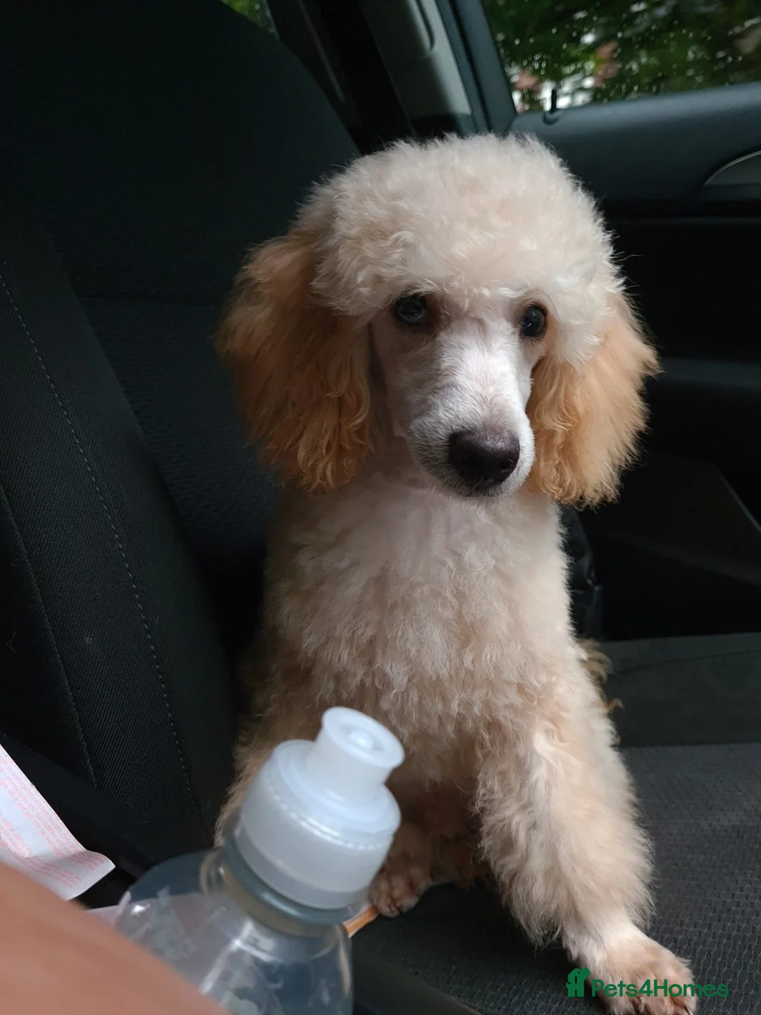 Toy Poodle dogs for stud: Proven, pra clear, kc reg Merle toy poodle  in Manchester - Advert 5