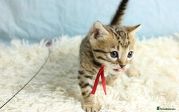 Bengal cats for sale: 🔥Stunning Bengal kittens Available🔥 - Image 4
