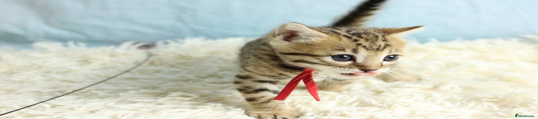 Miss Red 