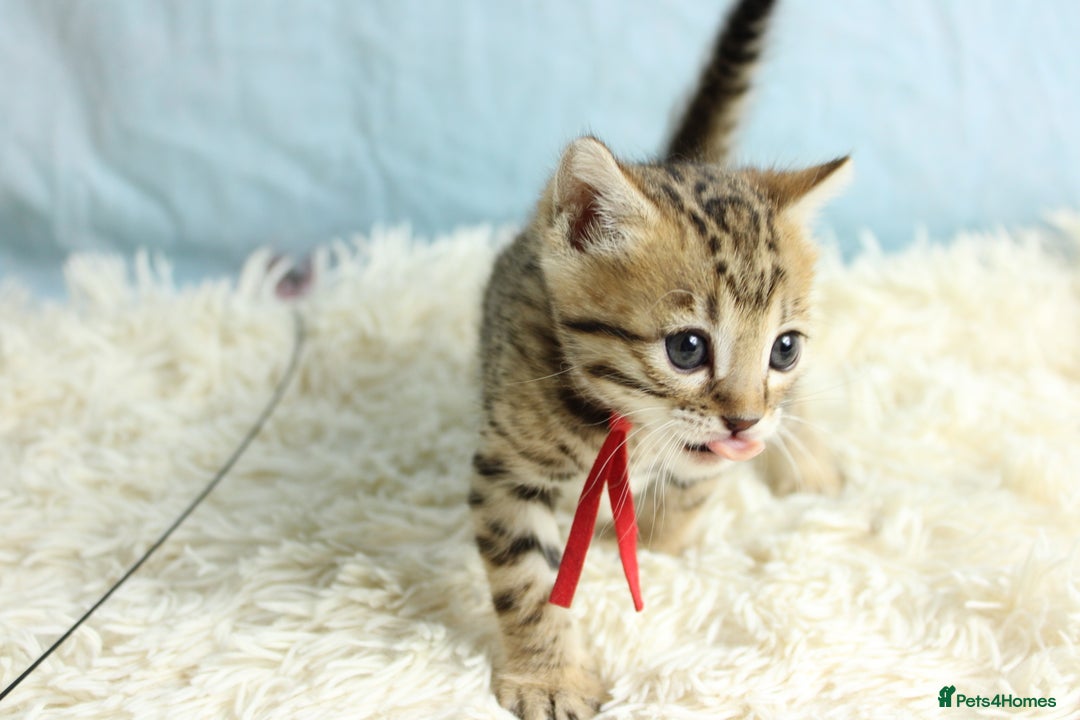 Bengal cats for sale: 🔥Stunning Bengal kittens Available🔥 - Image 4