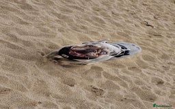 French Bulldog dogs for stud: French bulldog platinum lilac tan merle  - Image 2