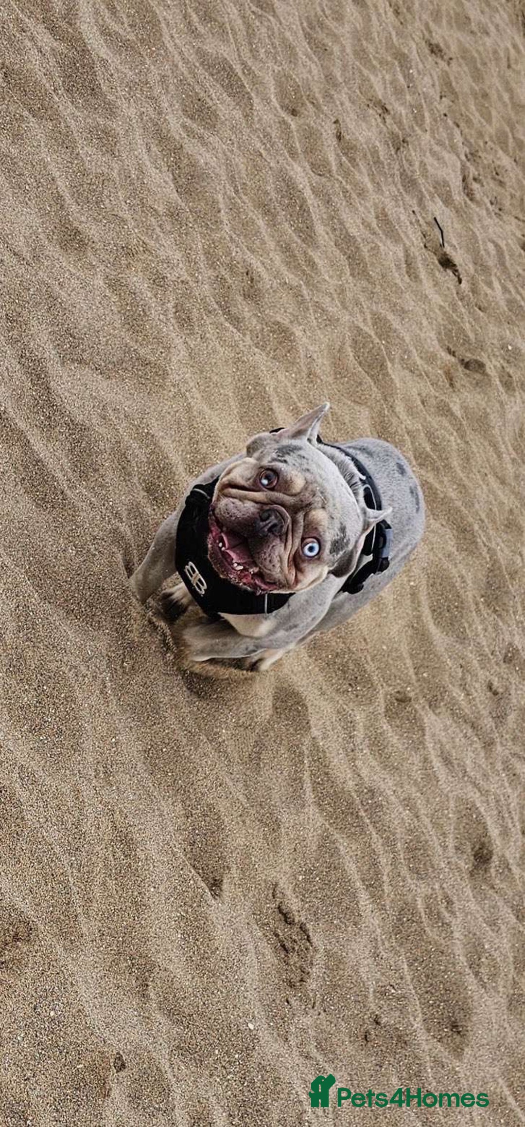 French Bulldog dogs for stud: French bulldog platinum lilac tan merle  - Image 2