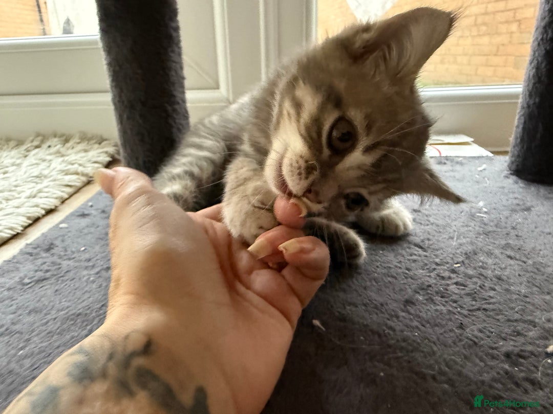 British Shorthair cats for sale: Full BSH kittens ready to leave now, 14 weeks old - Image 19