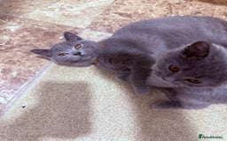 British Shorthair cats for sale: British shorthair kittens London(1 girl only) - Image 8