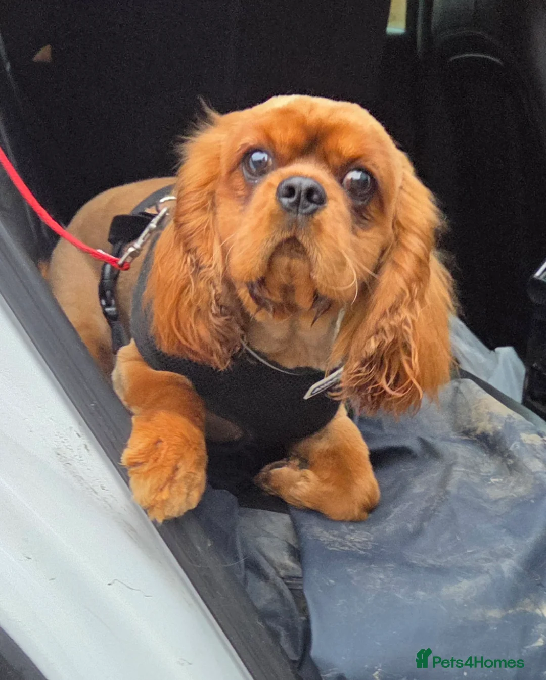 Cavalier King Charles Spaniel dogs for stud: Extensively health tested ruby STUD - Advert 9