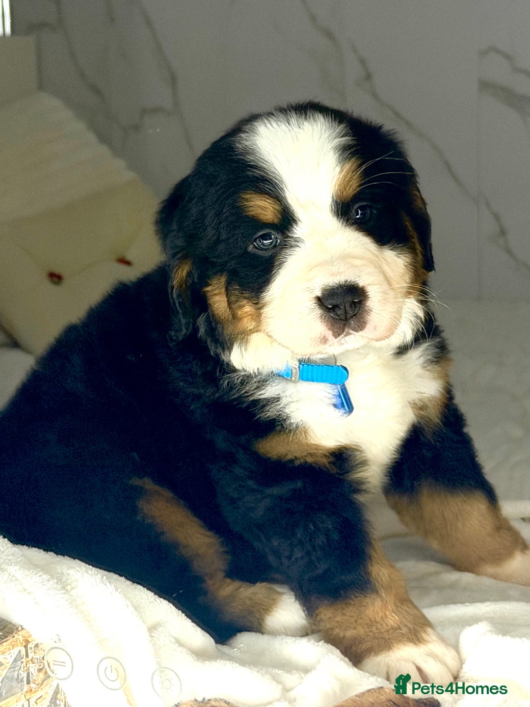 Bernese Mountain Dog dogs for sale: Bernese mountain puppies  - Advert 8