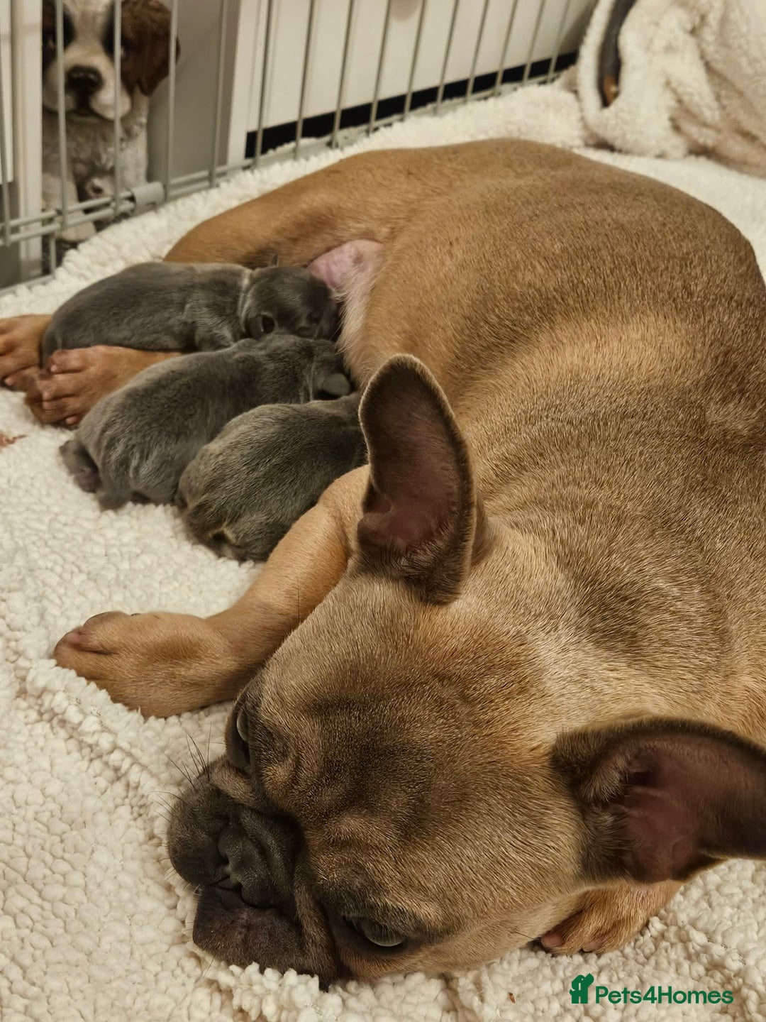 Frug dogs for sale: Frugs  - Advert 2