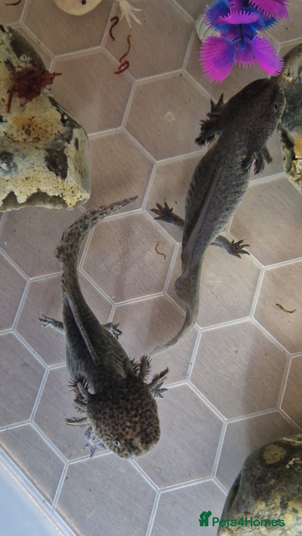 Axolotl reptiles Axolotl  - Advert 2