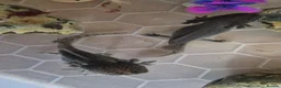 Axolotl reptiles for sale: Axolotl  - Advert 2