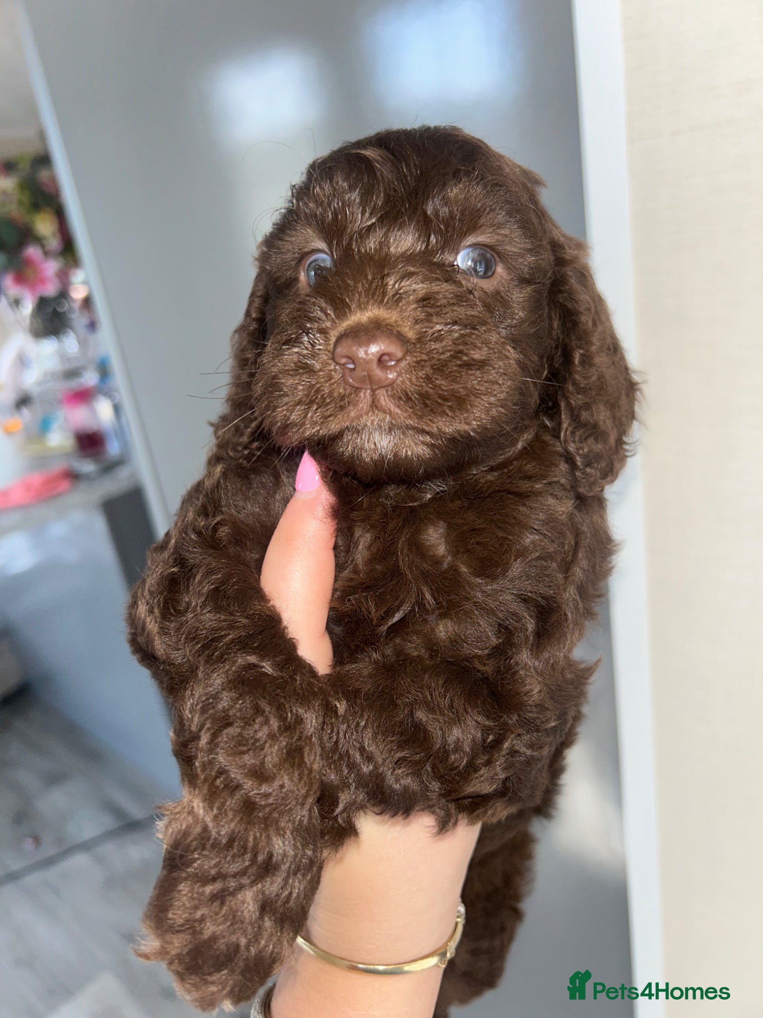 Cockapoo dogs Teddy bear cockapoos  - Advert 1