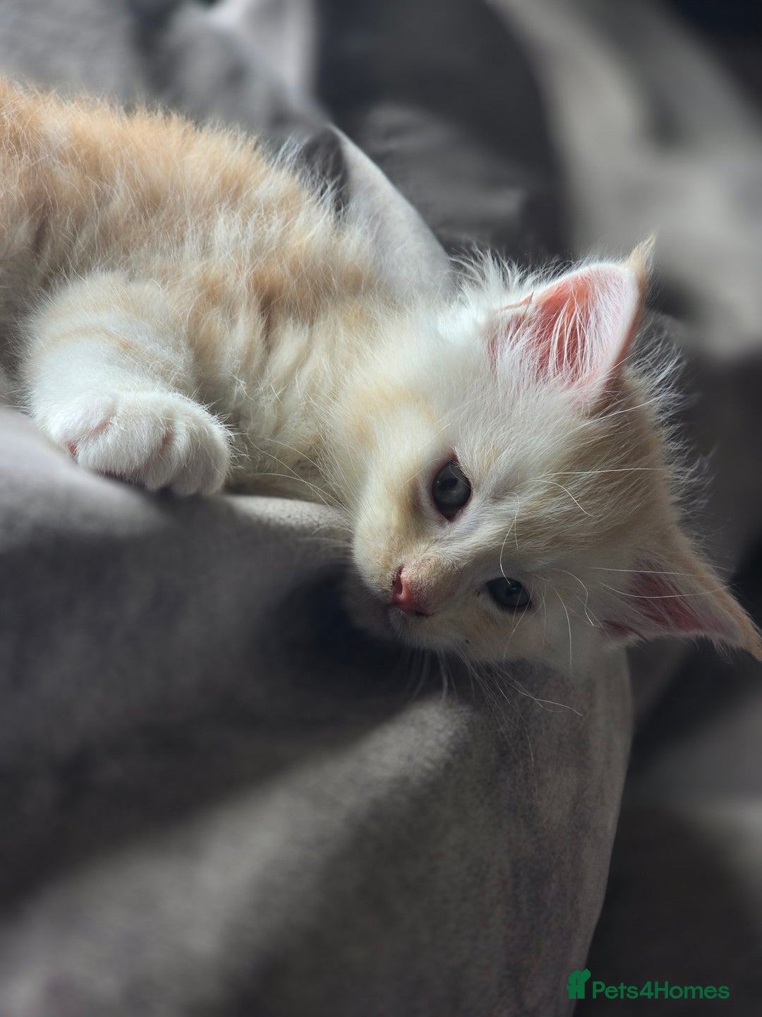 Maine Coon cats for sale: TICA Pedigree Maine Coon Kittens  - Image 27
