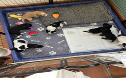 Sprocker dogs for sale:  Sprocker Spaniel READY TO LEAVE!!! 🐶 Only 1 left - Image 23