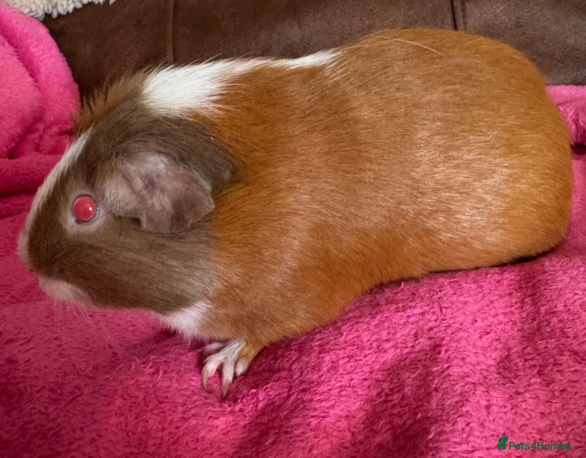 Guinea Pig rodents Guinea pig boar patch colour Tri  - Advert 18