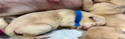 Labrador Retriever dogs for sale: Labrador puppies for sale  - Advert 19