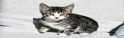 Mixed Breed cats for sale: REDUCED READY TO GO -  1 BOY/GIRL Tabby kittens  - Advert 21