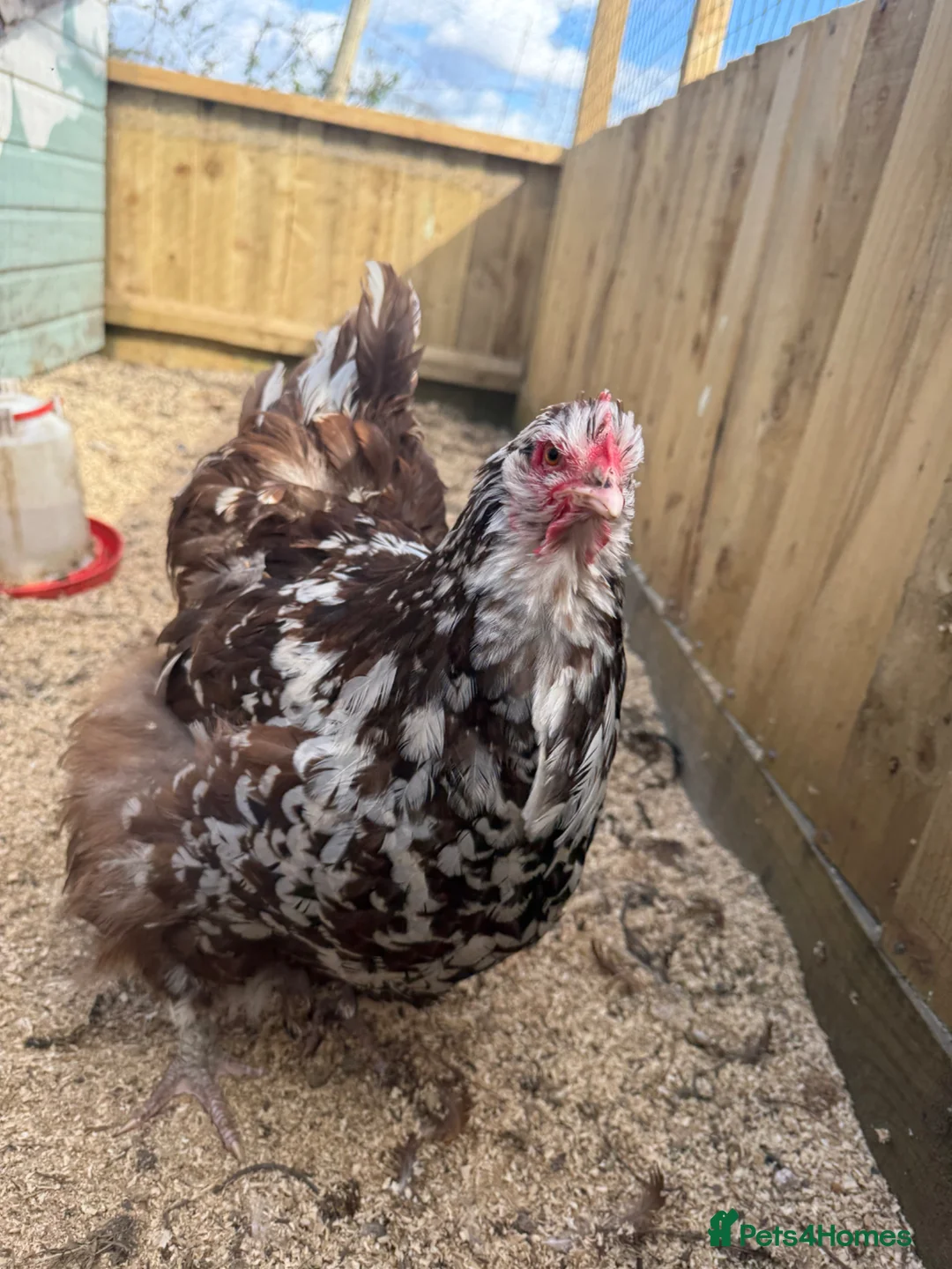 Chickens poultry for sale: TRIO Mottled Orpington’s  in Wareham - Advert 6