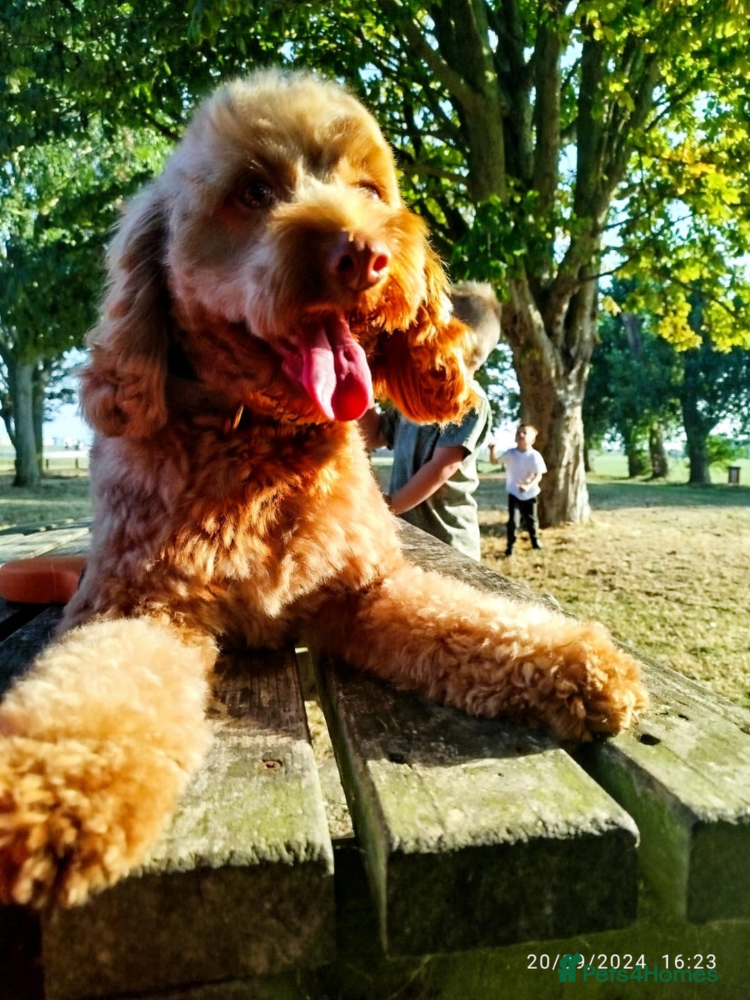Cockapoo dogs for sale: F2 cockapoo puppies - Image 24