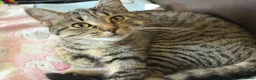 Mixed Breed cats for sale: 1 black male kitten & 1 female tabby junior  - Advert 7