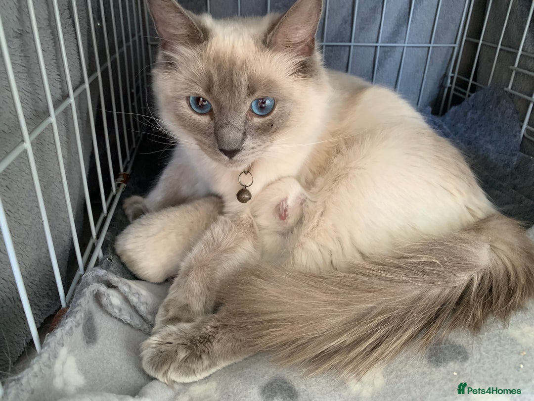 Ragdoll cats for sale: Half breed Ragdoll female kitten available  - Image 19