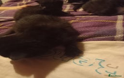 Bengal cats for sale: 7 week old kittens  - Image 4