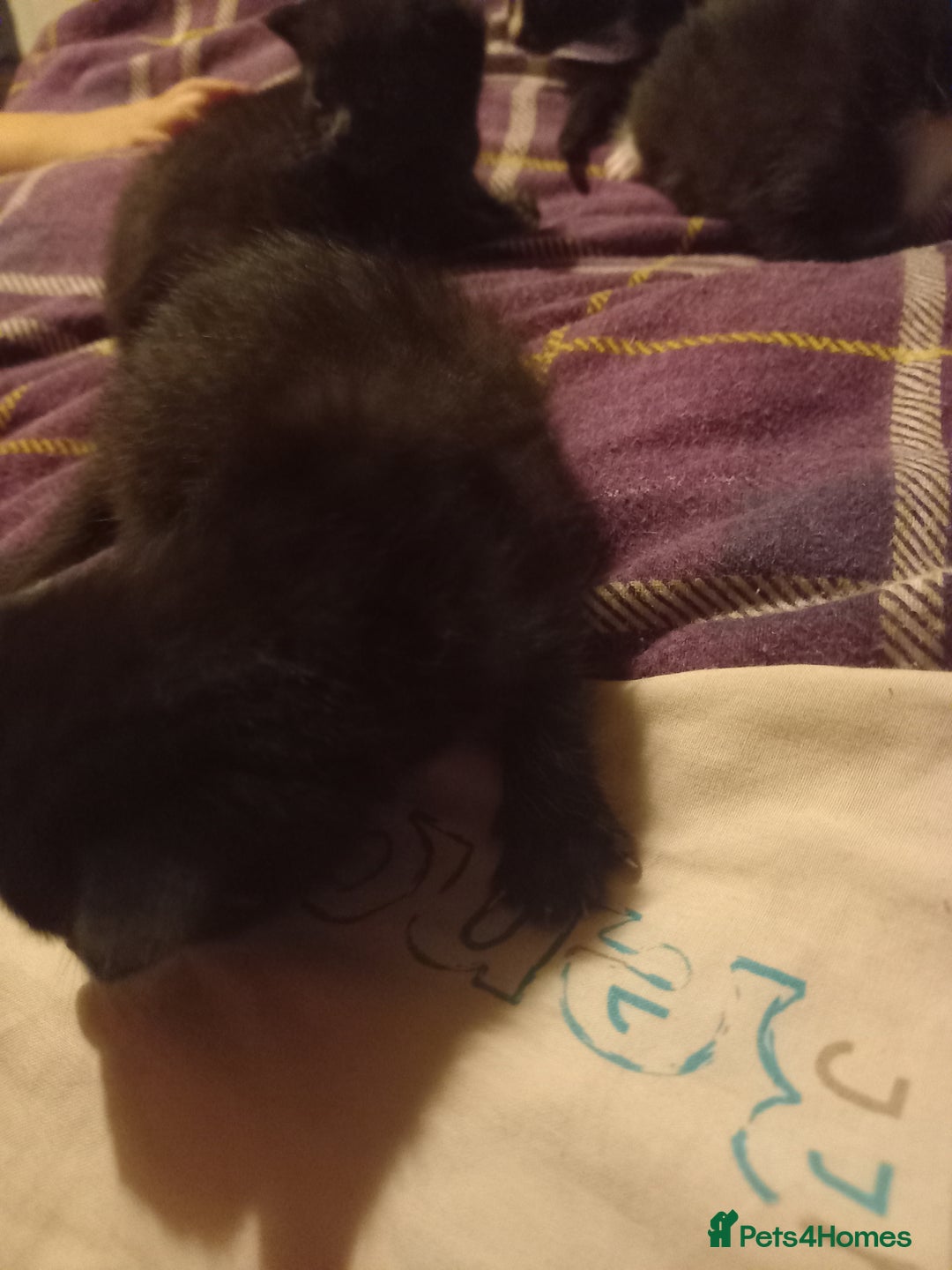 Bengal cats for sale: 7 week old kittens  - Image 4