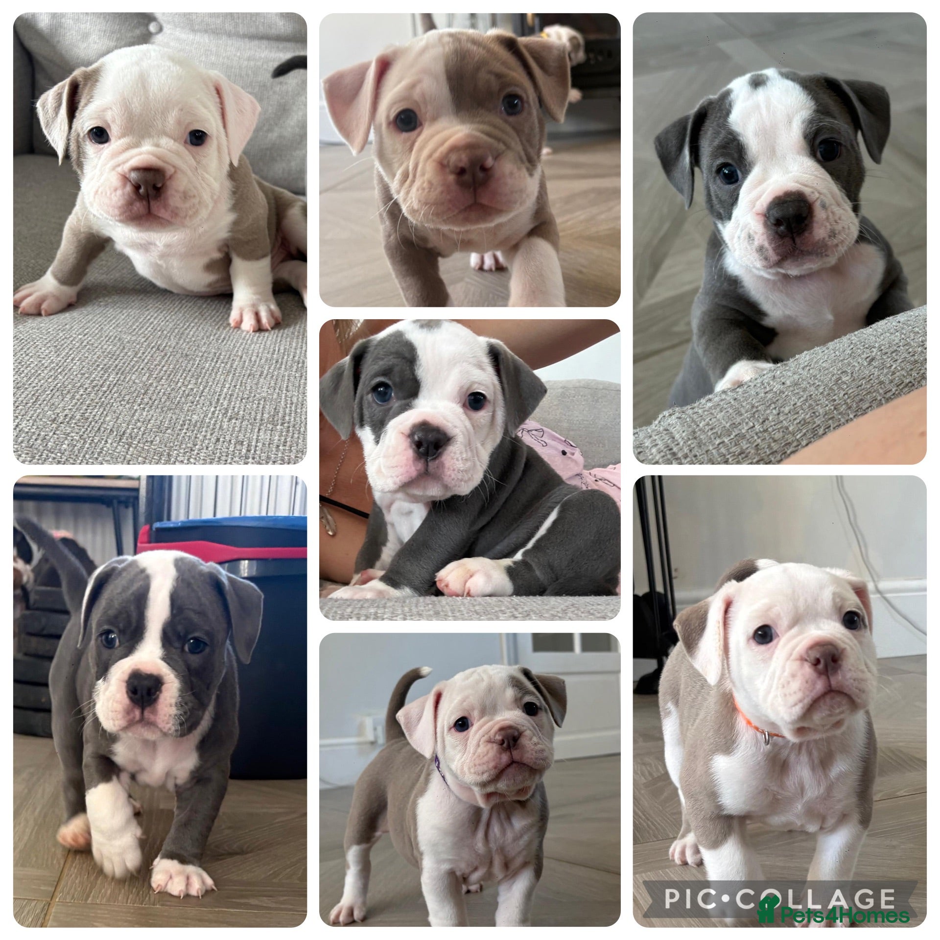 Old Tyme Bulldog dogs EXQUISITE Old tyme English bulldog puppies  - Advert 17