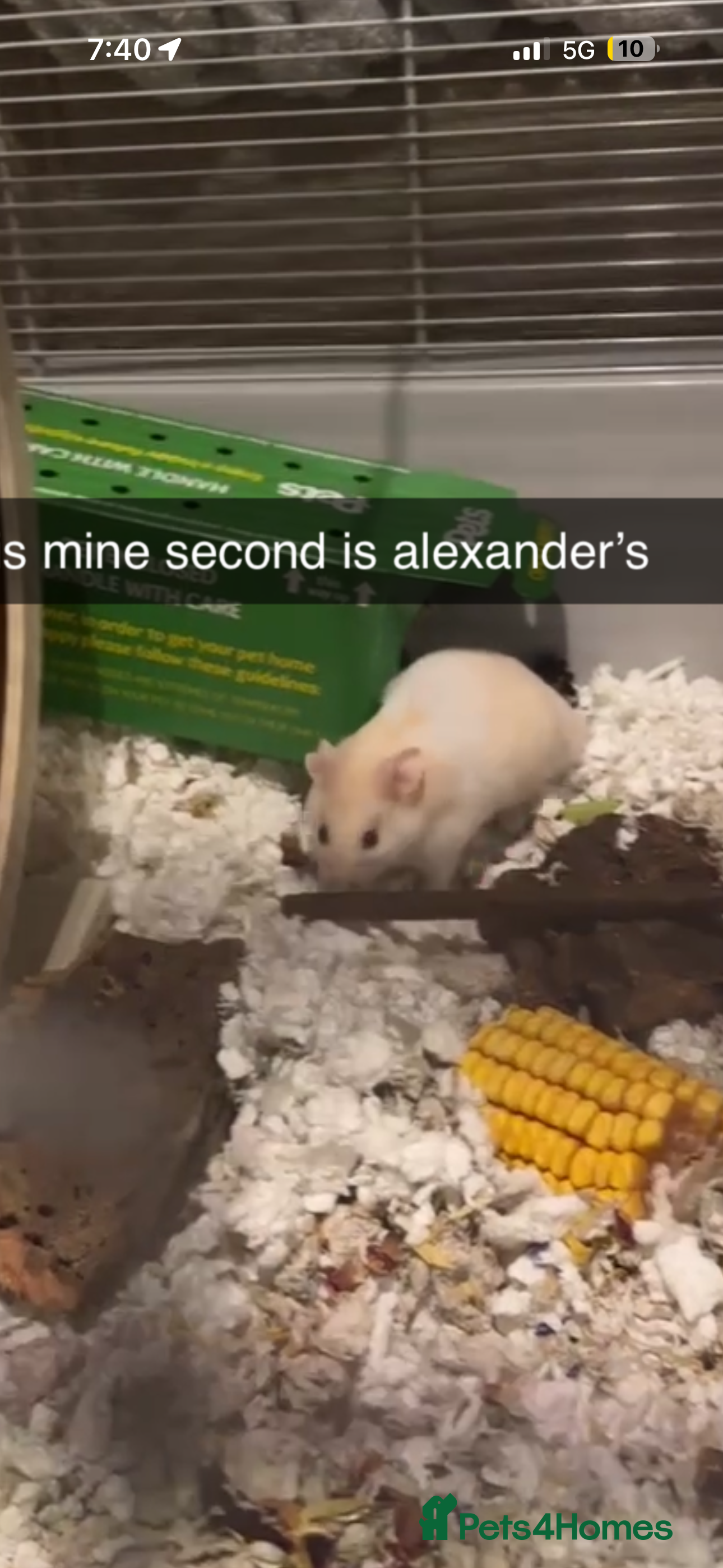 Hamster rodents male syrian hamster  - Advert 9