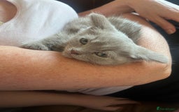 British Shorthair cats for sale: British blue kittens  - Image 6