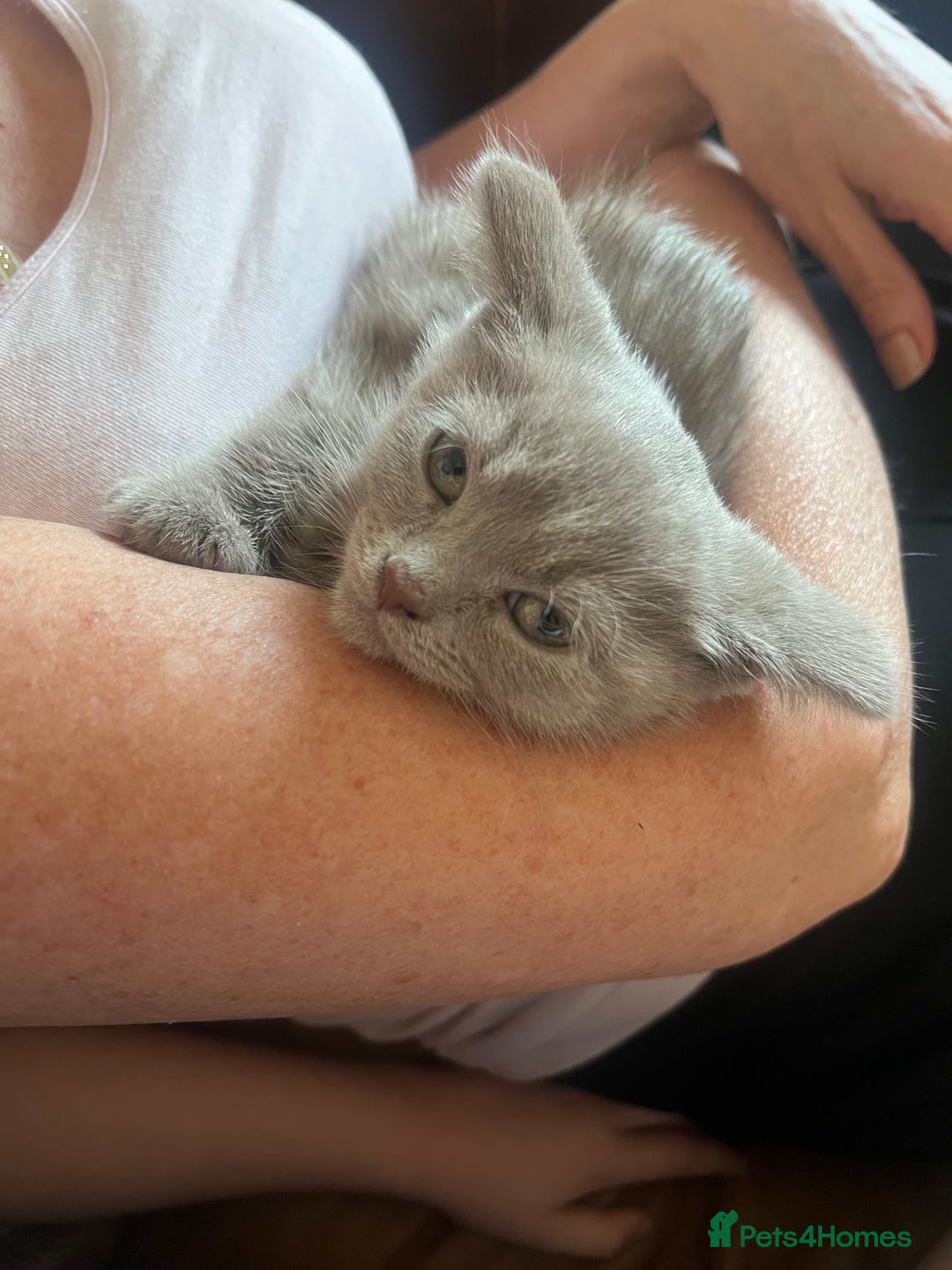 British Shorthair cats for sale: British blue kittens  - Image 6