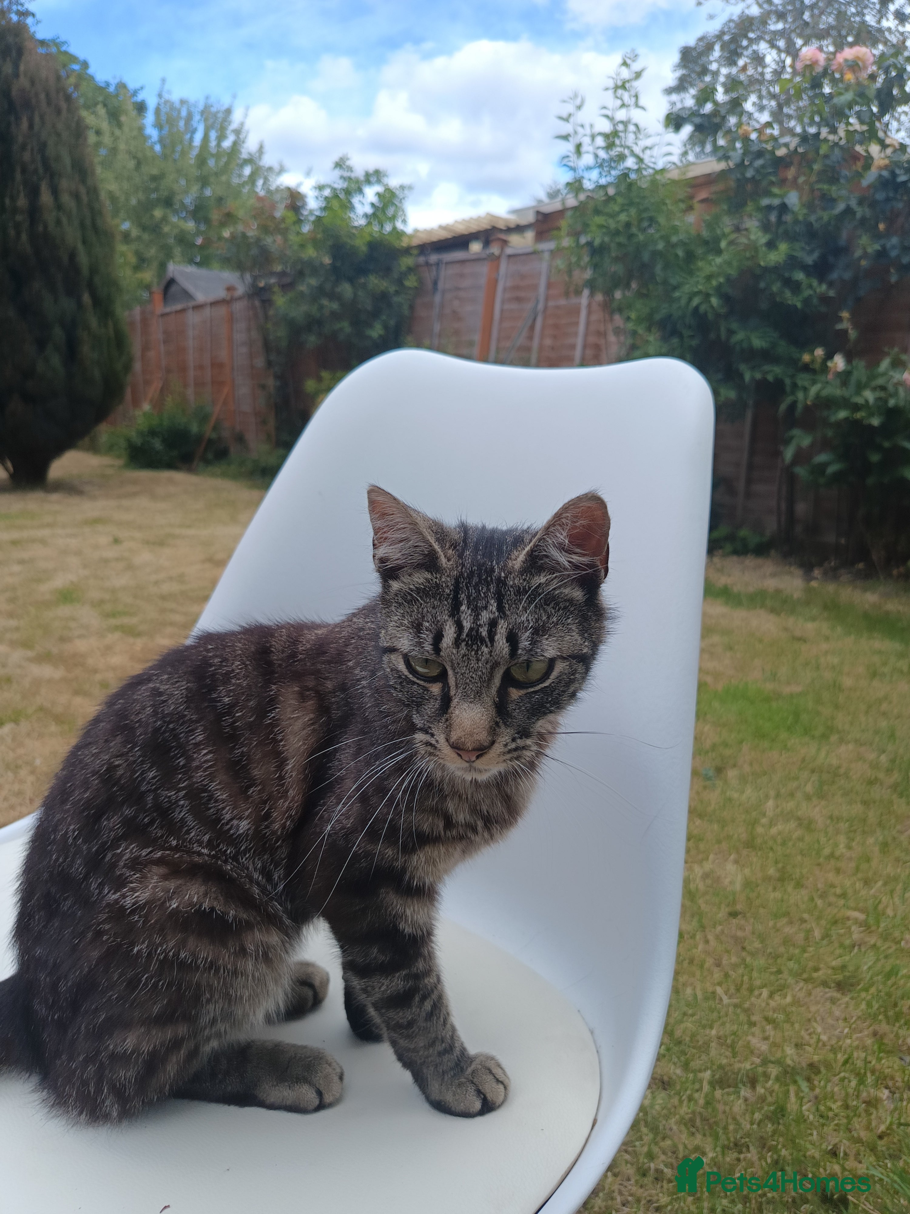 Mixed Breed cats for sale: Male young grey cat in Greenford - Advert 5