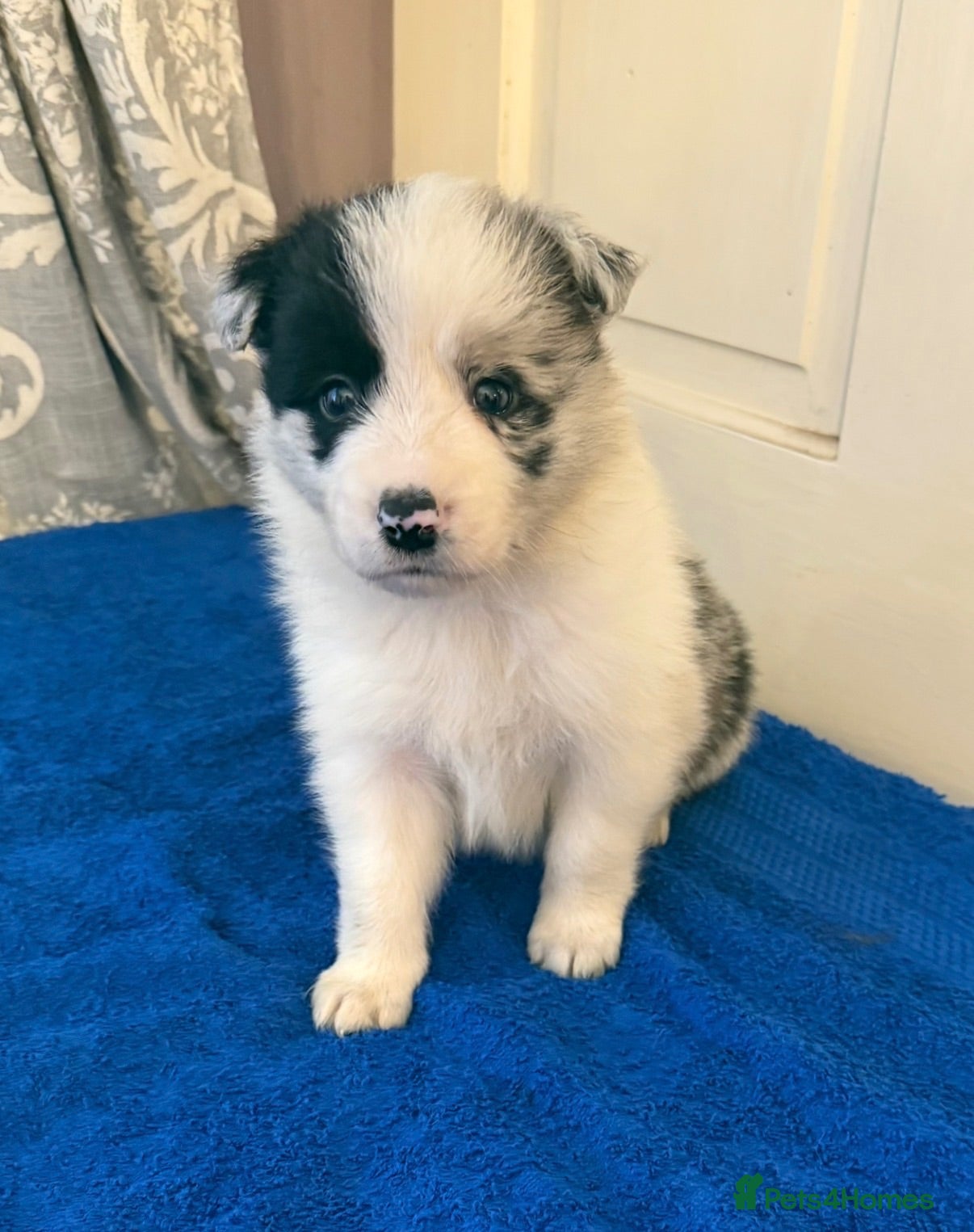 Border Collie dogs Beautiful long coated pups  - Advert 1