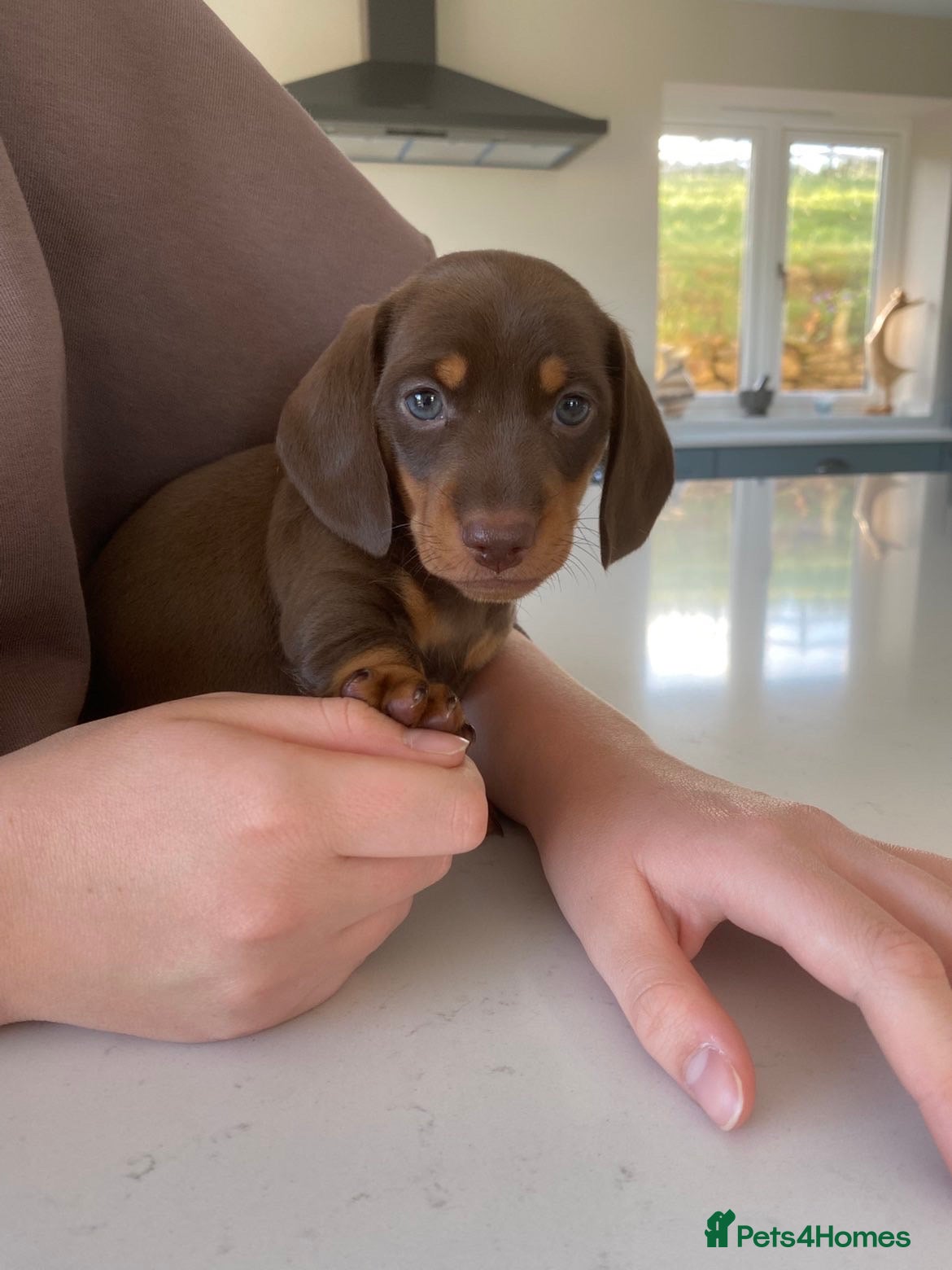 Miniature Dachshund dogs 🐶 last two boys left 🐶 ready on the 17th of June - Advert 2