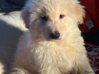 German Shepherd dogs German shepard pups white boy blue girl - Advert 1