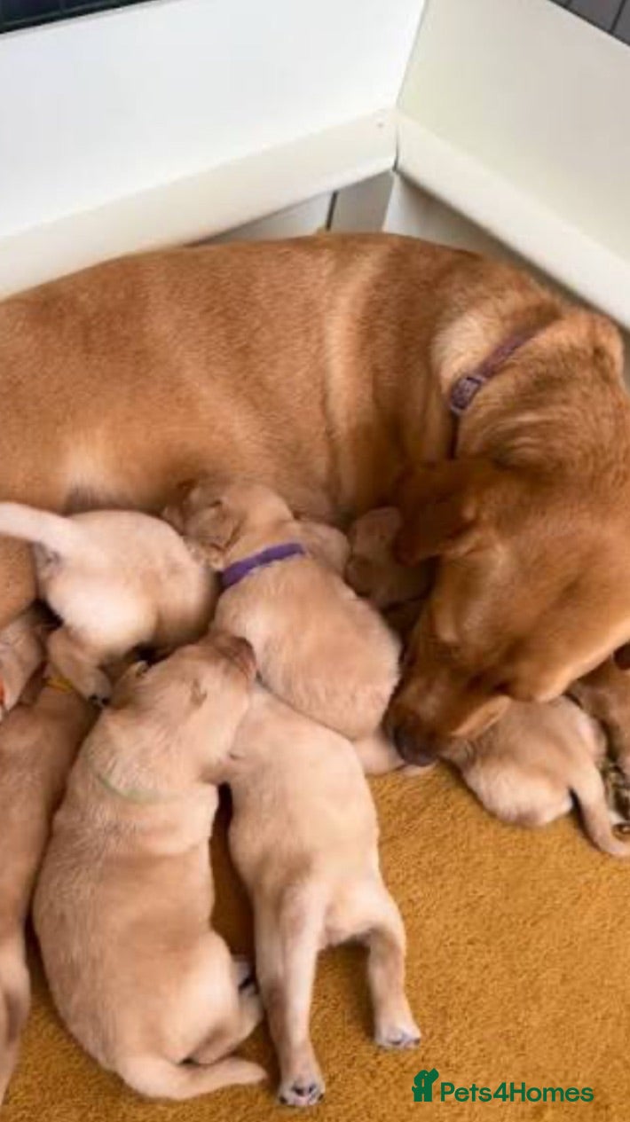 Labrador Retriever dogs Red fox Labrador pups  - Advert 1