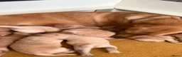 Labrador Retriever dogs for sale: Red fox Labrador pups  in Evesham - Advert 1