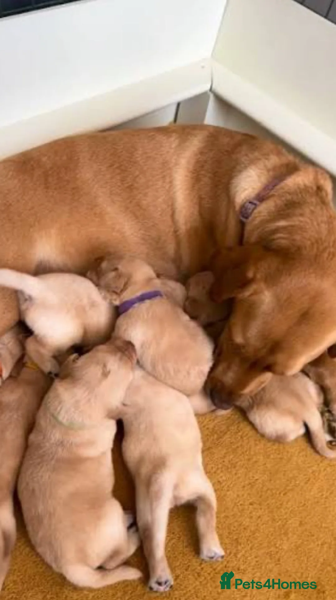 Labrador Retriever dogs for sale: Red fox Labrador pups  in Evesham - Advert 1