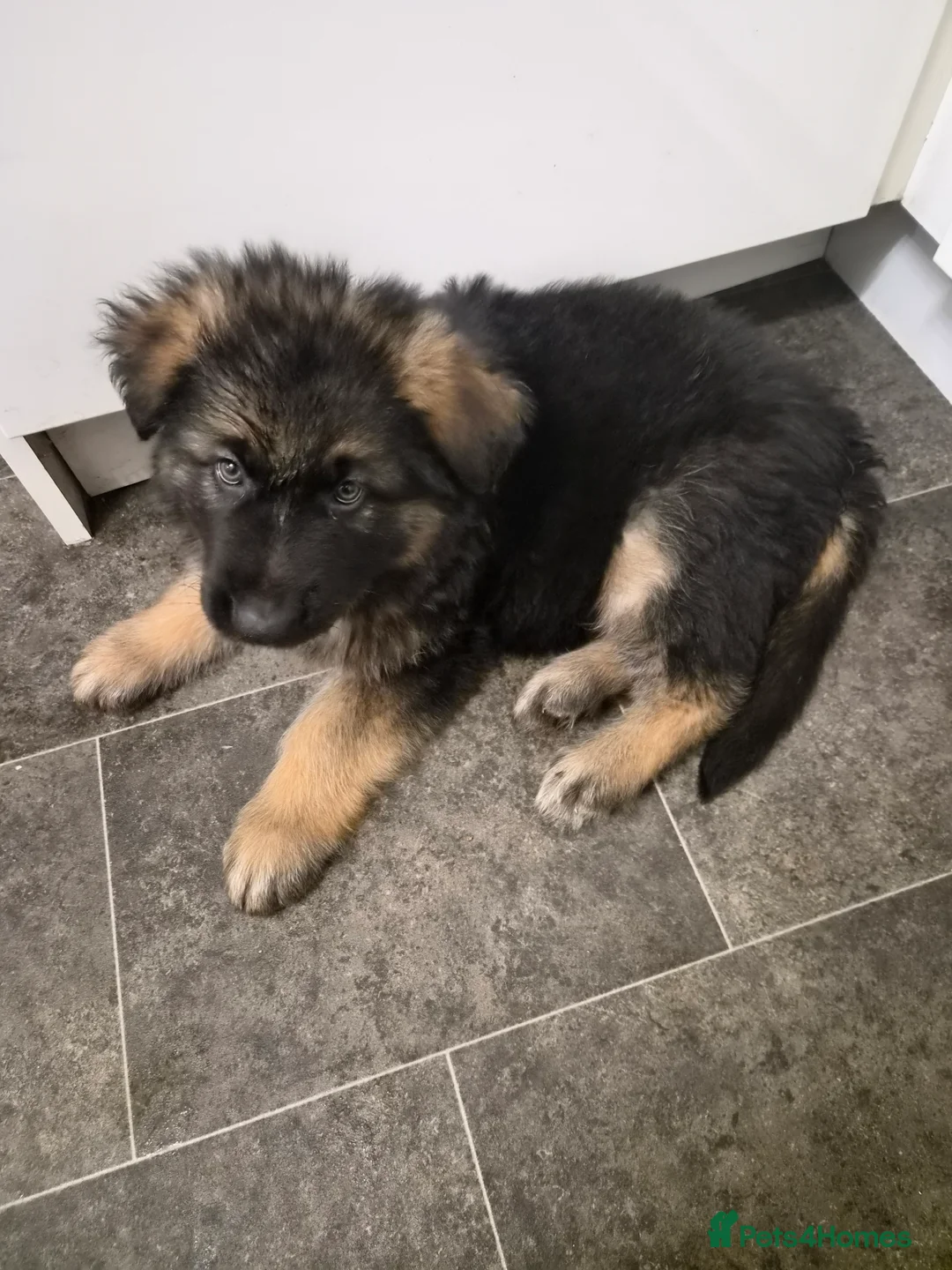 German Shepherd dogs for sale:  Pedigree German Shepherd pups straight backed - Advert 2