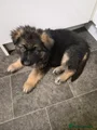 German Shepherd 6 black collar ready to leave at weekend