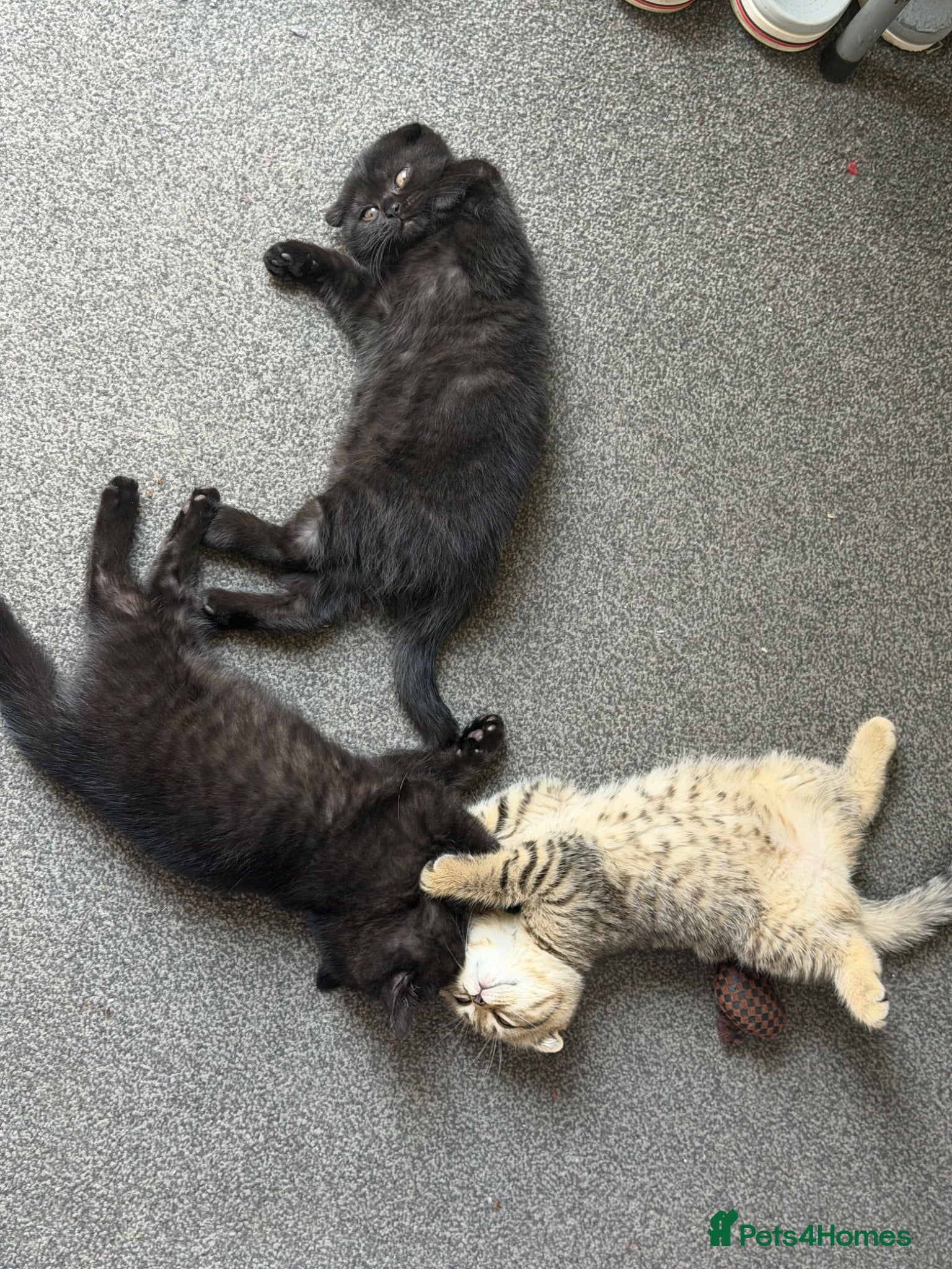 Scottish Fold cats Beautiful Scottish Fold & Straight Female Kittens - Advert 2