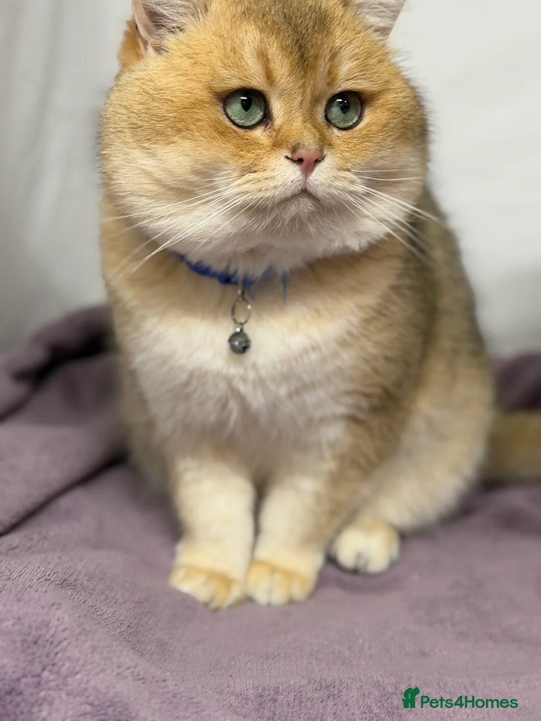 British Shorthair cats for stud: British shorthair Golden lovely stud boy GCCF - Advert 4