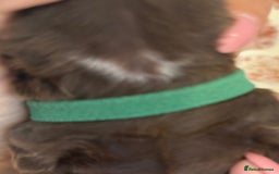 Cocker Spaniel dogs for sale: Kennel club registered males  - Image 14