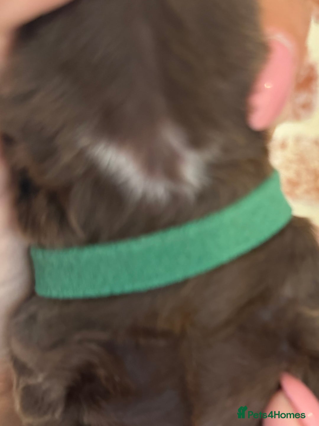 Cocker Spaniel dogs for sale: Kennel club registered males  - Image 14