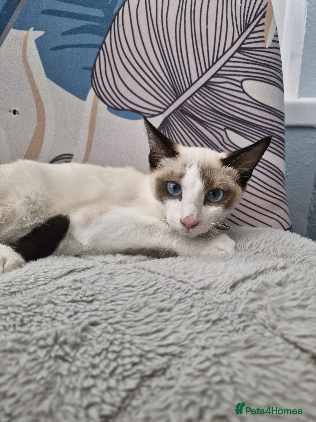 Snowshoe cats for sale: Pedigree snowshoes ready now only two left - Image 9