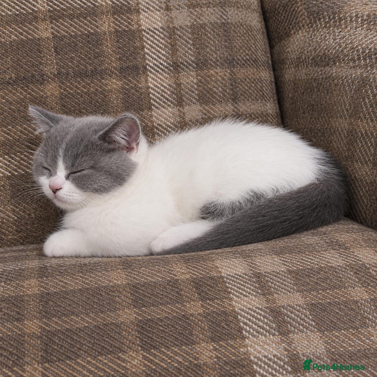 British Shorthair cats 💙ONE GCCF REG BOY LEFT💙 - Advert 1