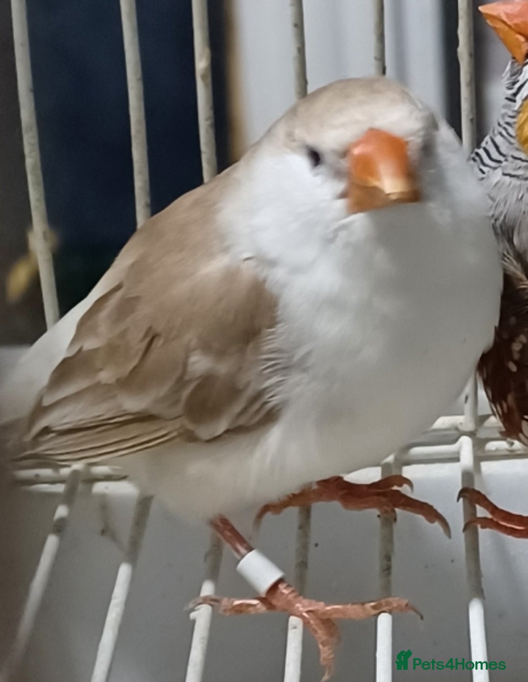 Finches birds for sale: PENGUIN ZEBRA FAWN PIED FINCHES  - Advert 8