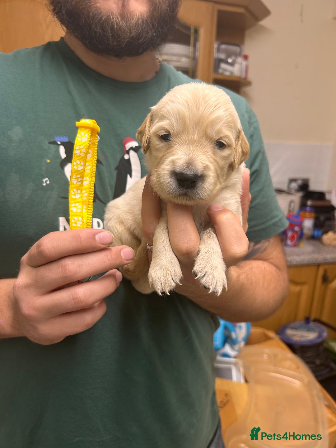 Golden Retriever dogs for sale: 8 Beautiful golden retrievers puppies for sale ❤️ - Advert 3