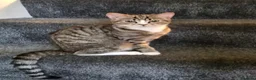 Mixed Breed cats for sale: Mixed breed - Advert 2