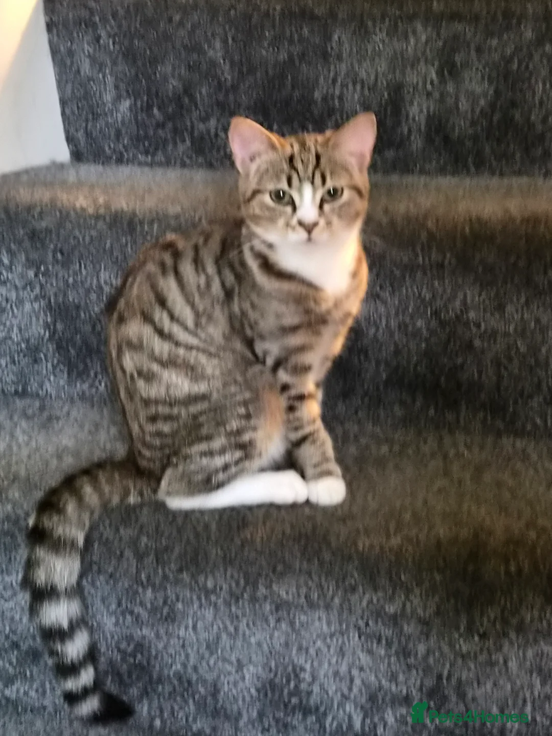 Mixed Breed cats for sale: Mixed breed - Advert 2