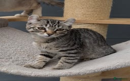 American Curl cats for sale: American curl silver,tabby rare breed - Image 14