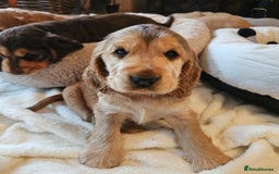 Cocker Spaniel dogs for sale: 🐾 KC Show Cocker Puppies 💛 Fully Health Tested  - Image 5
